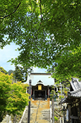 可睡齋・青もみじ