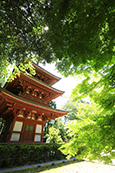 019_油山寺_青もみじ