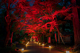 026_油山寺_ライトアップ