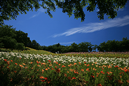027_可睡ゆりの園